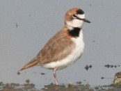 Chorlito de collar/Collared Plover