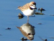 Chorlito de collar/Collared Plover
