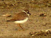 Chorlito palmado/Semipalmated Plover