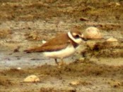 Chorlito palmado/Semipalmated Plover