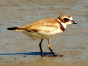 Chorlito palmado/Semipalmated Plover