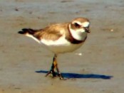 Chorlito palmado/Semipalmated Plover