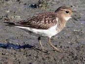 Chorlo pecho colorado/Rufous-chested Plover