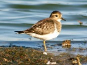 Chorlo pecho colorado/Rufous-chested Plover