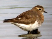 Chorlo pecho colorado/Rufous-chested Plover