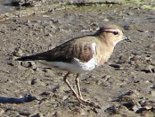 Chorlo pecho colorado/Rufous-chested Plover