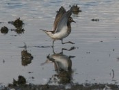Chorlo pecho colorado/Rufous-chested Plover