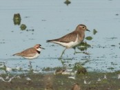 Chorlo pecho colorado/Rufous-chested Plover