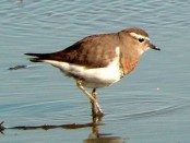 Chorlo pecho colorado/Rufous-chested Plover