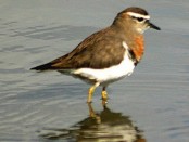 Chorlo pecho colorado/Rufous-chested Plover