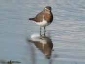 Chorlo pecho colorado/Rufous-chested Plover