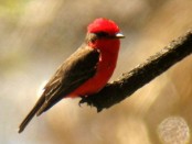 Churrinche/Vermilion Flycatcher Churrinche/Vermilion Flycatcher