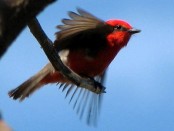 Churrinche/Vermilion Flycatcher Churrinche/Vermilion Flycatcher