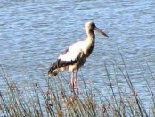 Cigüeña americana/Maguari Stork