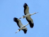 Cigüeña americana/Maguari Stork