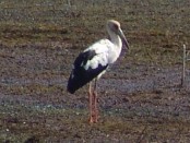 Cigüeña americana/Maguari Stork