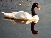 Cisne cuello negro/Black-necked Swan Cisne cuello negro/Black-necked Swan