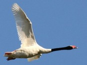 Cisne cuello negro/Black-necked Swan Cisne cuello negro/Black-necked Swan