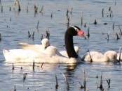 Cisne cuello negro/Black-necked Swan Cisne cuello negro/Black-necked Swan