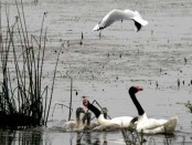 Cisne cuello negro/Black-necked Swan Cisne cuello negro/Black-necked Swan