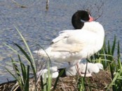 Cisne cuello negro/Black-necked Swan Cisne cuello negro/Black-necked Swan