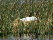 Cisne cuello negro/Black-necked Swan Cisne cuello negro/Black-necked Swan