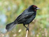 Varillero congo/Chestnut-capped Blackbird Varillero congo/Chestnut-capped Blackbird