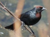 Varillero congo/Chestnut-capped Blackbird Varillero congo/Chestnut-capped Blackbird