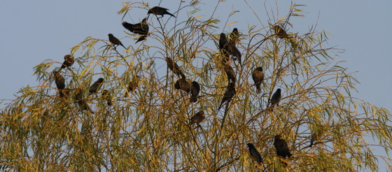 Varillero congo/Chestnut-capped Blackbird Varillero congo/Chestnut-capped Blackbird