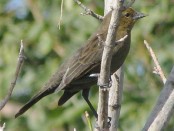 Varillero congo/Chestnut-capped Blackbird Varillero congo/Chestnut-capped Blackbird