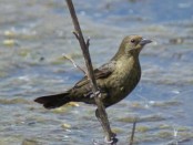 Varillero congo/Chestnut-capped Blackbird Varillero congo/Chestnut-capped Blackbird