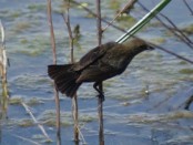 Varillero congo/Chestnut-capped Blackbird Varillero congo/Chestnut-capped Blackbird
