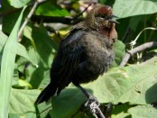 Varillero congo/Chestnut-capped Blackbird Varillero congo/Chestnut-capped Blackbird