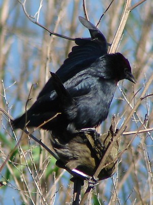 Varillero congo/Chestnut-capped Blackbird Varillero congo/Chestnut-capped Blackbird