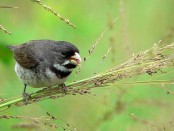 Corbatita común/Double-collared Seedeater