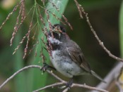 Corbatita común/Double-collared Seedeater