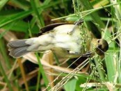 Corbatita común/Double-collared Seedeater