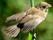 Corbatita común/Double-collared Seedeater
