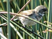Corbatita común/Double-collared Seedeater