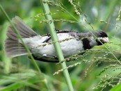 Corbatita común/Double-collared Seedeater