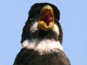 Corbatita común/Double-collared Seedeater
