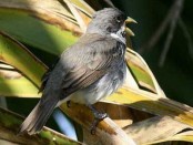 Corbatita común/Double-collared Seedeater