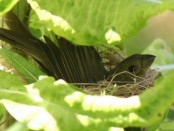 Corbatita común/Double-collared Seedeater