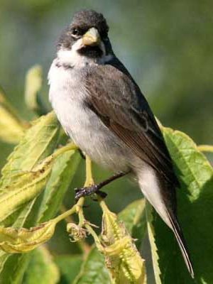 Corbatita común/Double-collared Seedeater