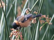 Corbatita dominó/Rusty-collared Seedeater