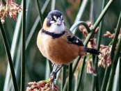 Corbatita dominó/Rusty-collared Seedeater