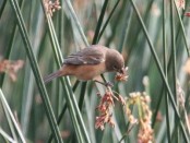 Corbatita dominó/Rusty-collared Seedeater