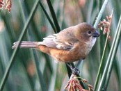 Corbatita dominó/Rusty-collared Seedeater