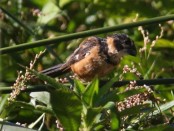 Corbatita dominó/Rusty-collared Seedeater