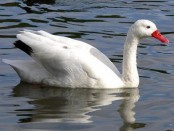 Coscoroba/Coscoroba Swan Coscoroba/Coscoroba Swan